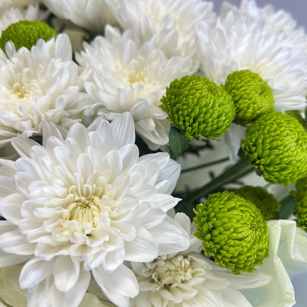 Эксклюзивный букет «Филин Грин» – сочетание белых и зеленых хризантем Тихвин Ленинградская область