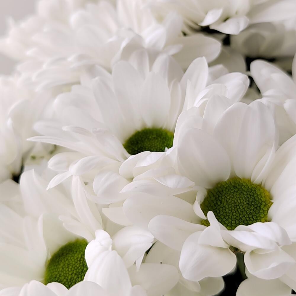 Букет «Ромашка» – 9 белоснежных хризантем в деревенском стиле Тихвин Ленинградская область