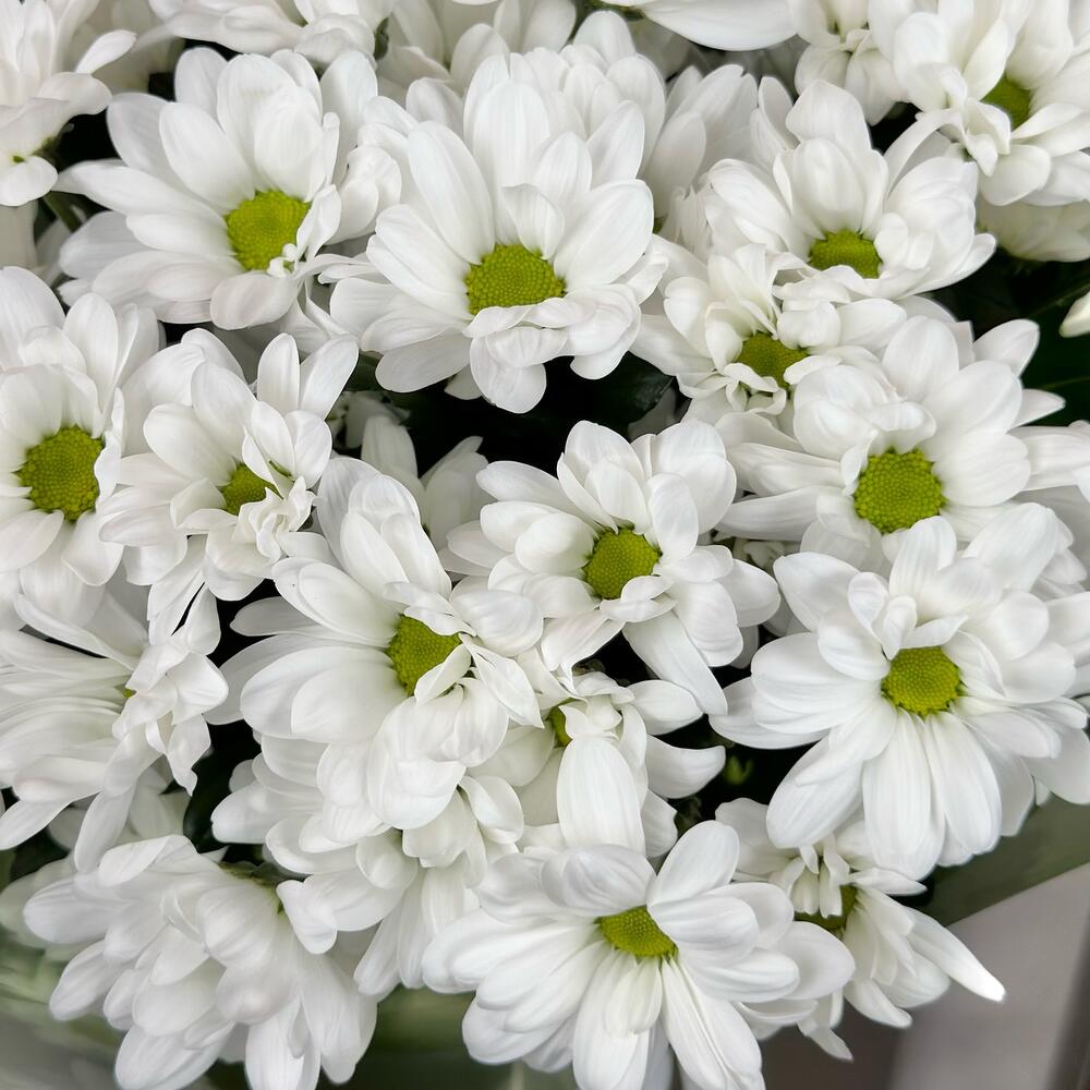 Букет «Мечты о лете» – свежесть белых хризантем Тихвин Ленинградская область