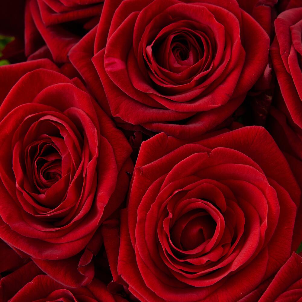 Роскошный букет из 21 красной розы – воплощение искренних чувств Тихвин Ленинградская область