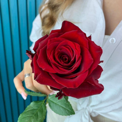 Комплимент из красной эквадорской розы – минимализм роскоши Тихвин Ленинградская область