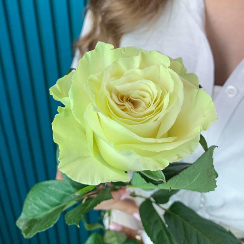 Комплимент из белой эквадорской розы – элегантность в каждом лепестке Тихвин Ленинградская область