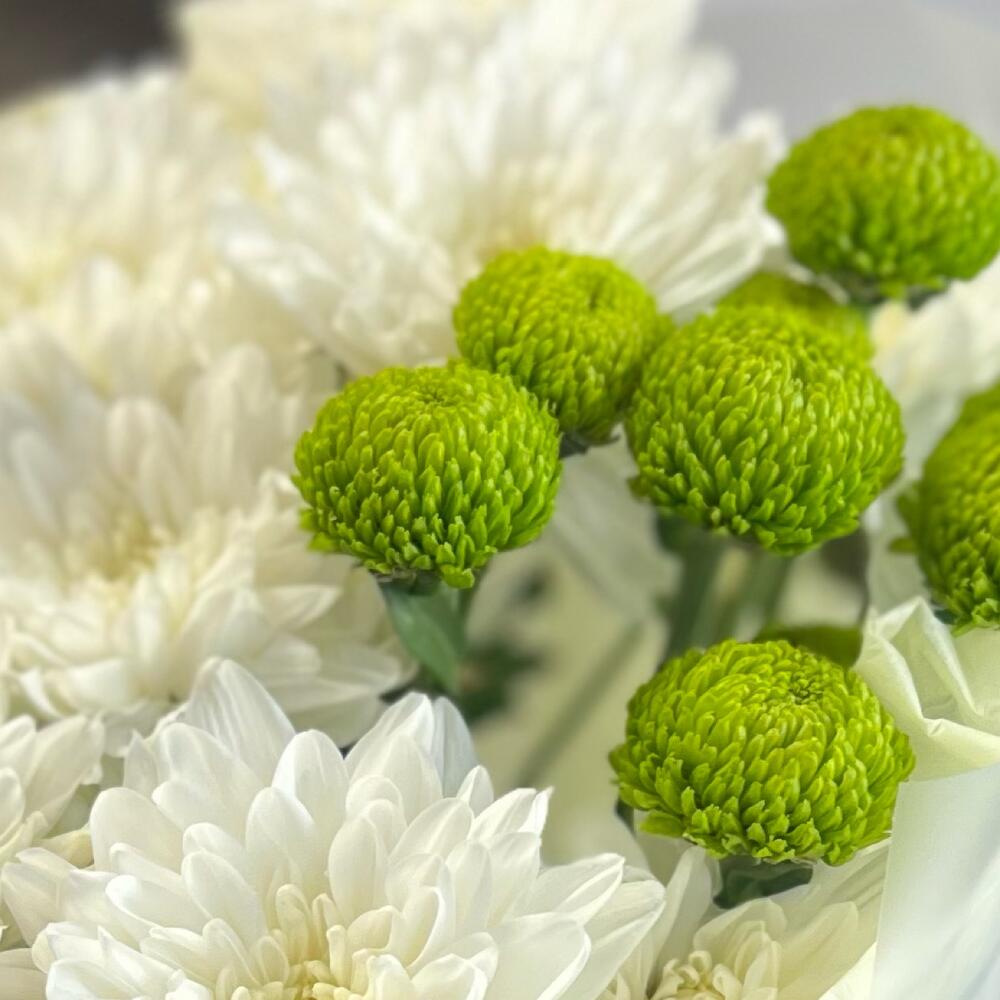 Эксклюзивный букет «Филин Грин» – сочетание белых и зеленых хризантем Тихвин Ленинградская область