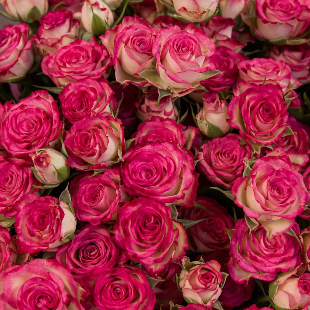 Букет «Розовый бум» – пышные кустовые розы в нежно-розовых тонах Тихвин Ленинградская область