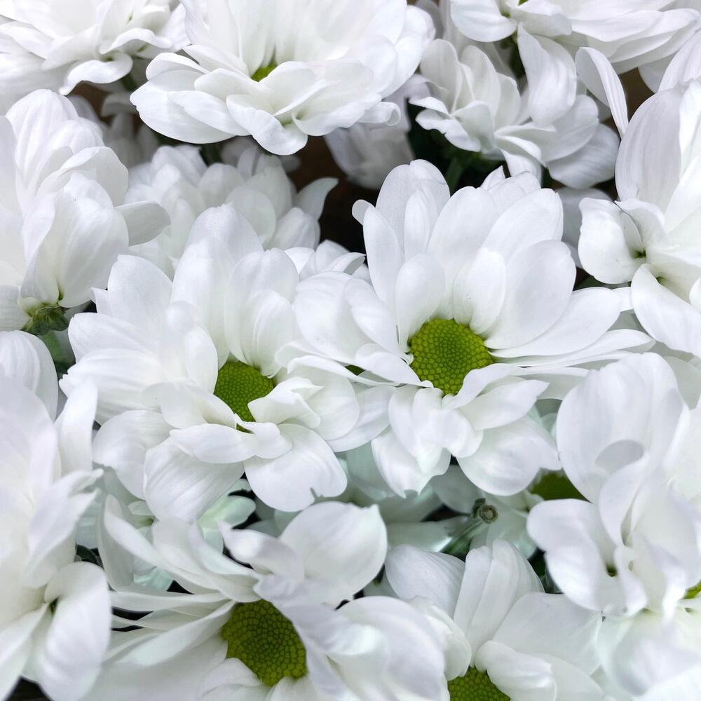 Букет из 5 белых хризантем в крафте – лаконичная элегантность Тихвин Ленинградская область