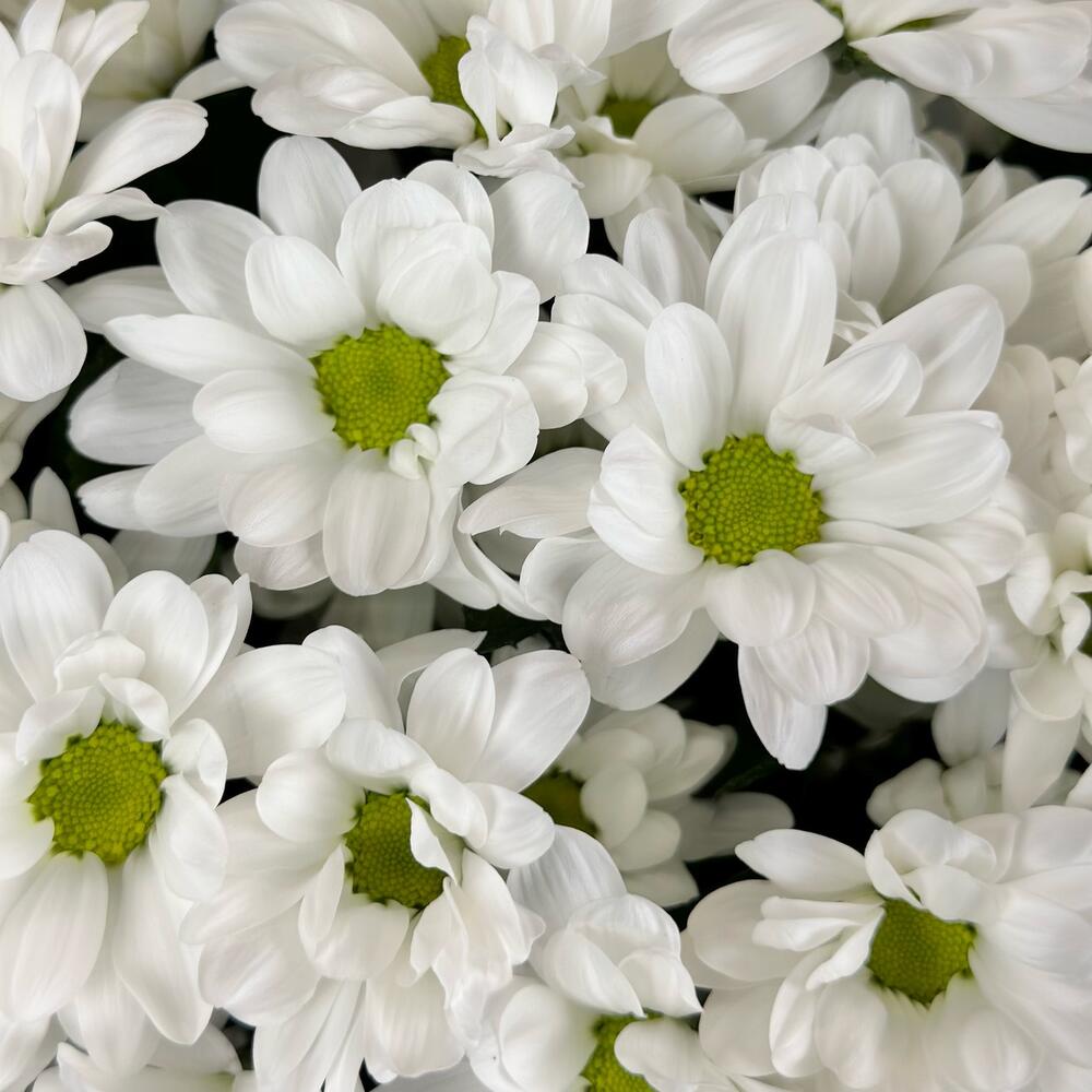 Букет «Мечты о лете» – свежесть белых хризантем Тихвин Ленинградская область