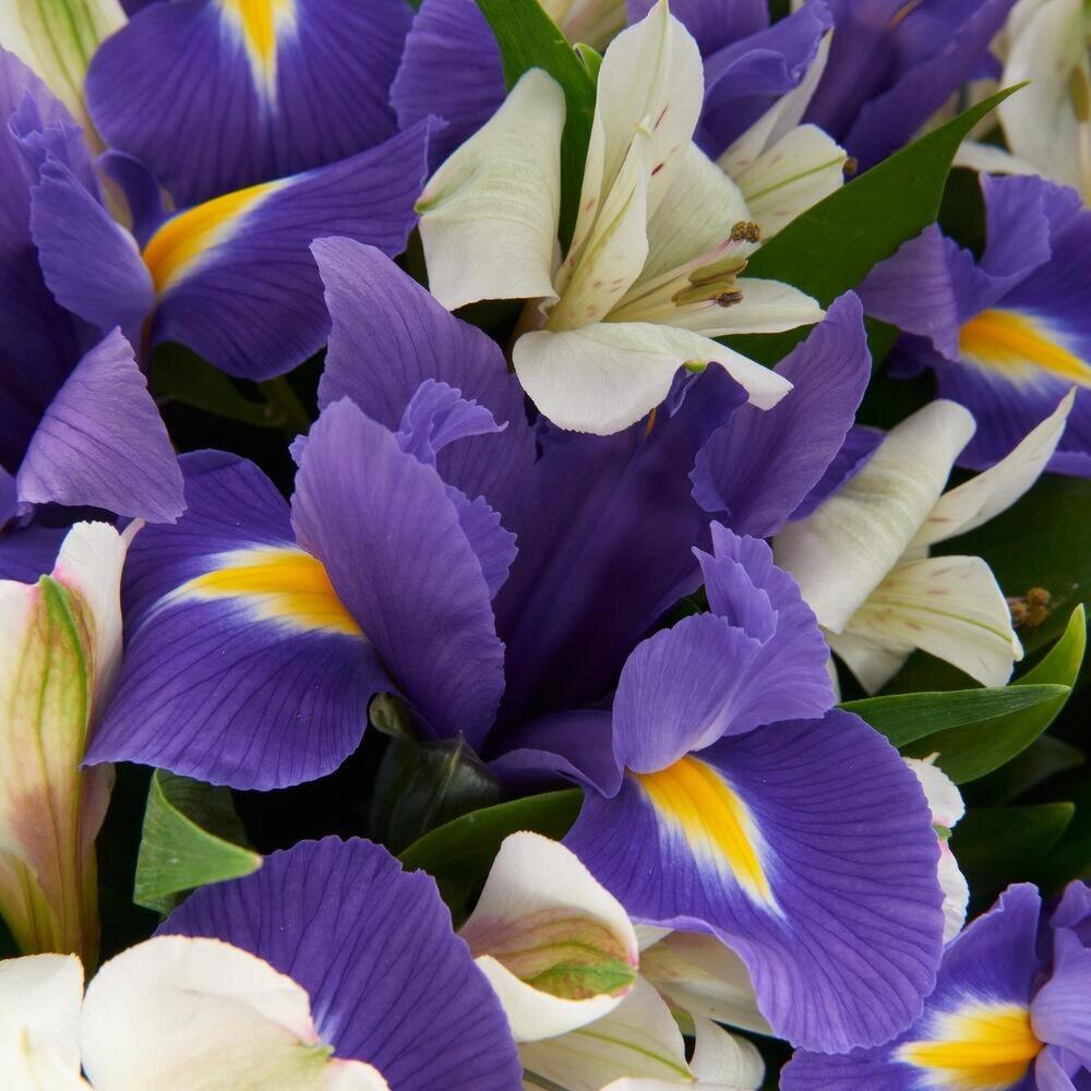 Букет «Вечернее дыхание»  – загадочная гармония синих ирисов и белых альстромерий Тихвин Ленинградская область