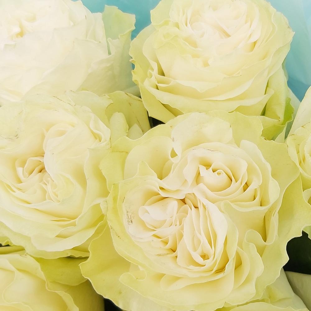 Букет «Кружевное облачко» – 11 белоснежных роз в нежной упаковке Тихвин Ленинградская область