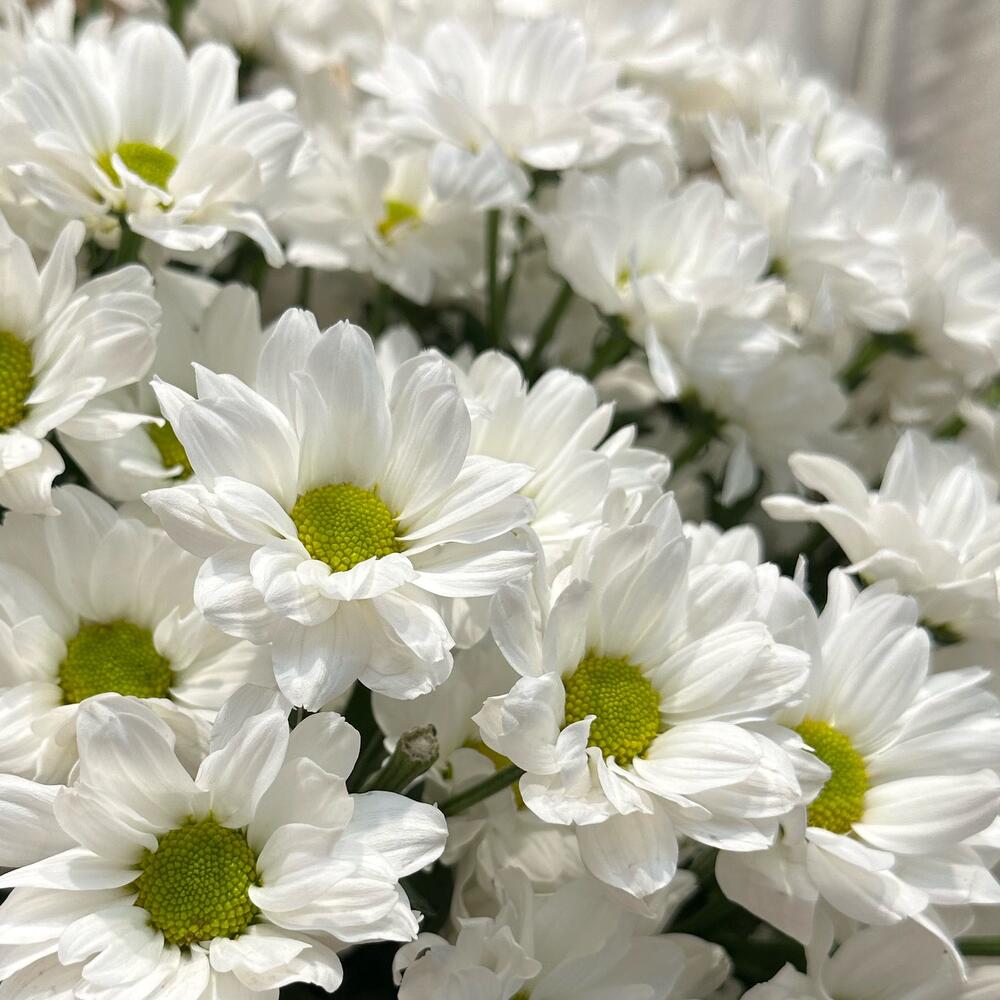 Букет «Летняя свежесть» – дыхание лета в белых хризантемах Тихвин Ленинградская область