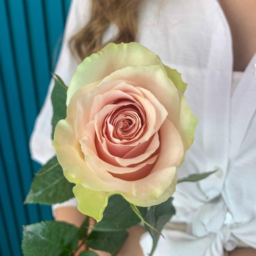 Комплимент из розовой эквадорской розы – минимализм роскоши Тихвин Ленинградская область