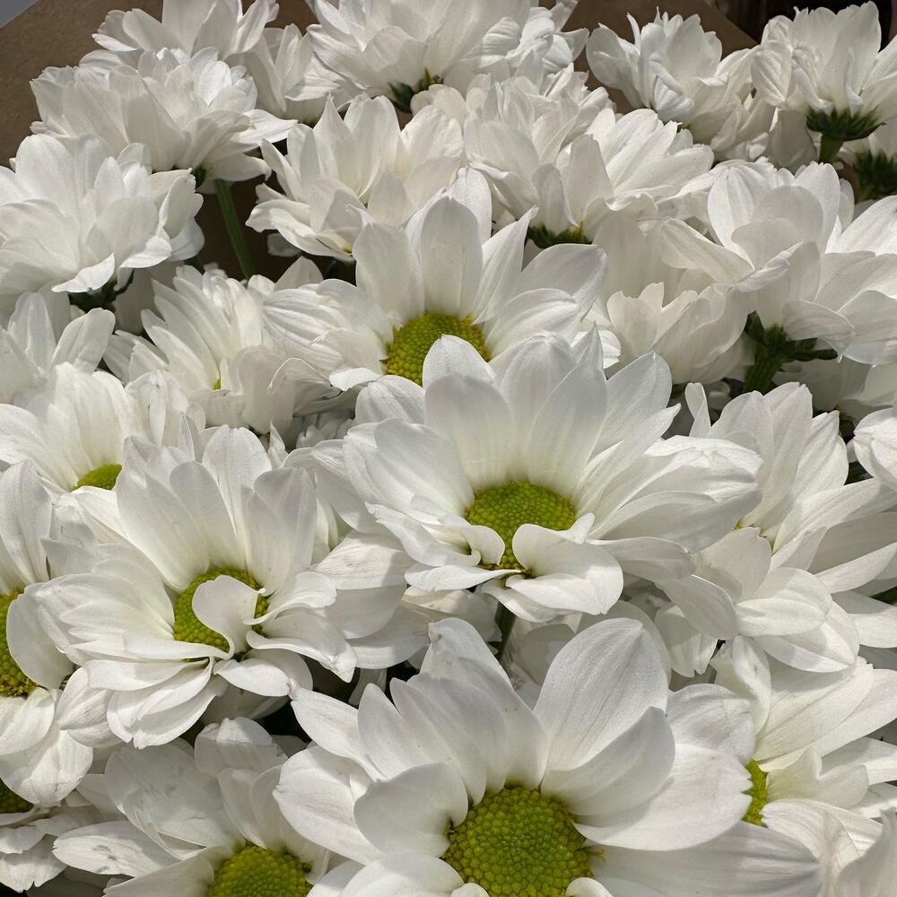 Букет «21 ромашка» – нежные белые кустовые хризантемы в натуральном стиле Тихвин Ленинградская область