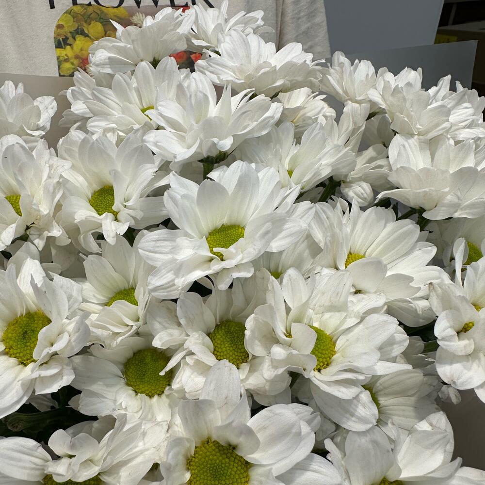 Букет «Летнее настроение» – свежесть белых хризантем Тихвин Ленинградская область