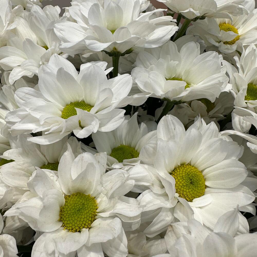 Букет «Летнее настроение» – свежесть белых хризантем Тихвин Ленинградская область