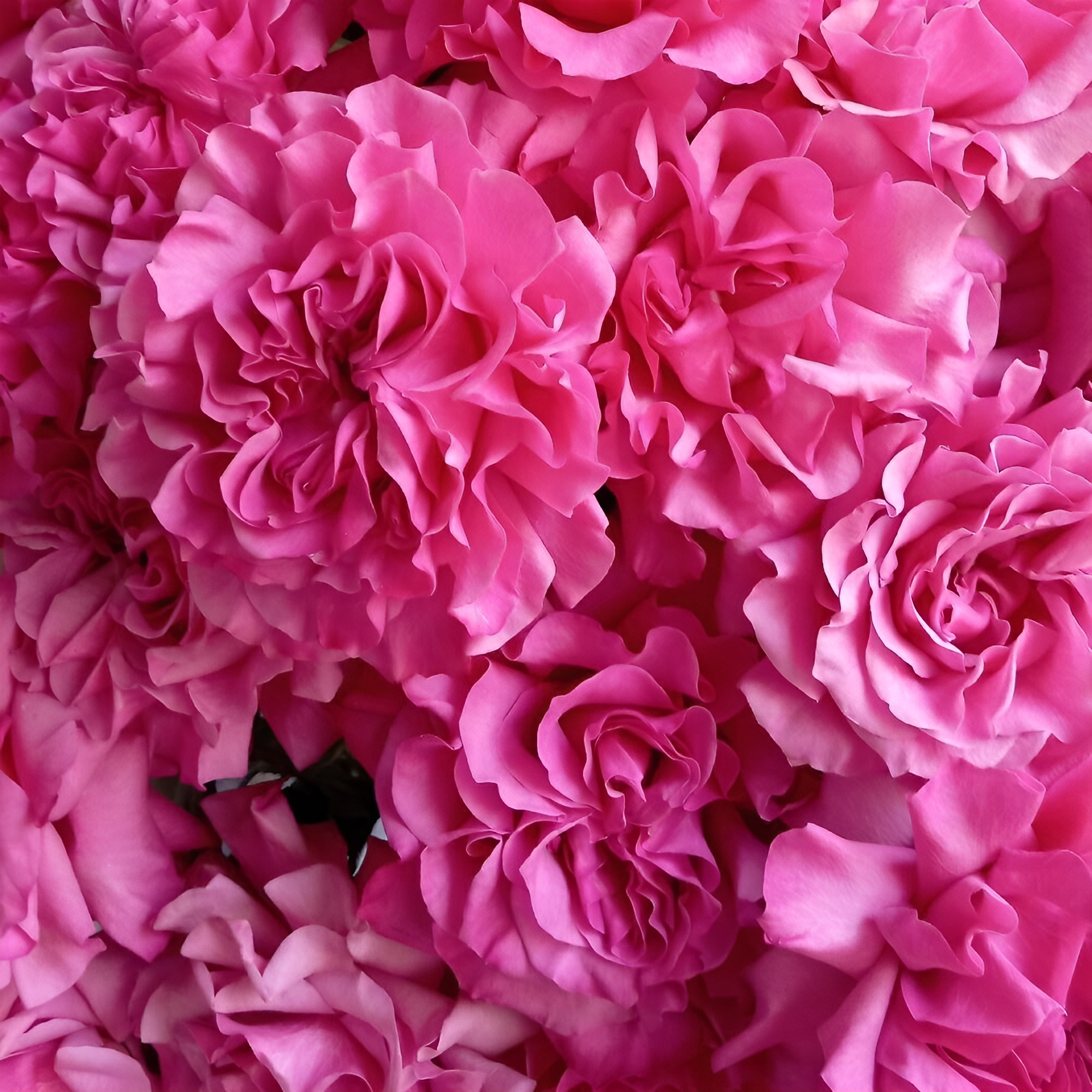 Роскошный букет из пионовидных роз – королевский подарок Тихвин Ленинградская область