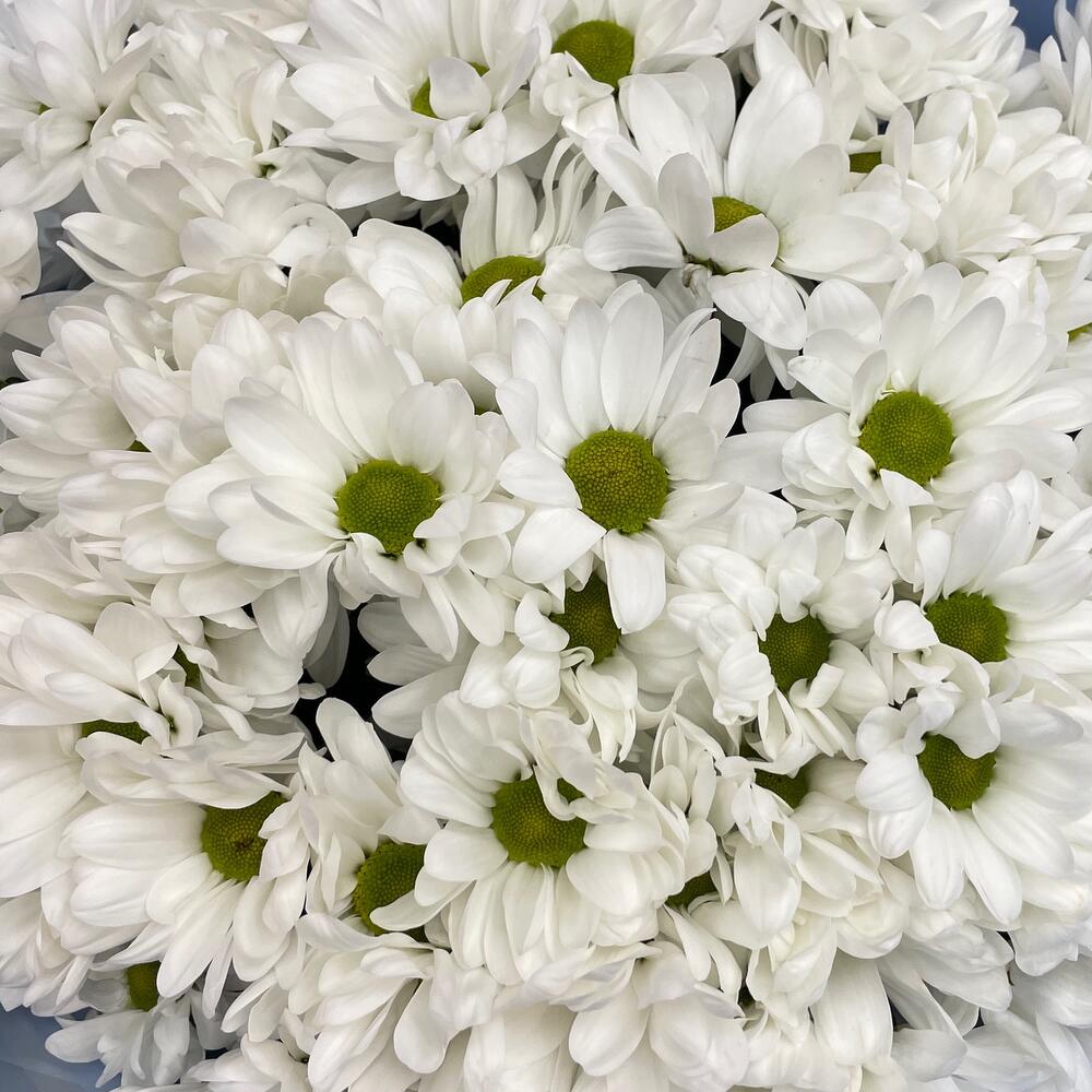 Букет «Ромашковое поле» – свежесть белых хризантем Тихвин Ленинградская область